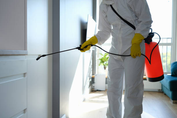 Best Professional Mold Removal  in Barnum Island, NY