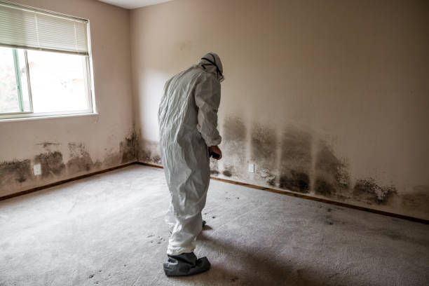 Mold Testing and Removal in Barnum Island, NY