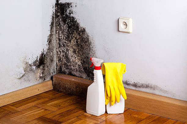 Best Certified Mold Removal  in Barnum Island, NY