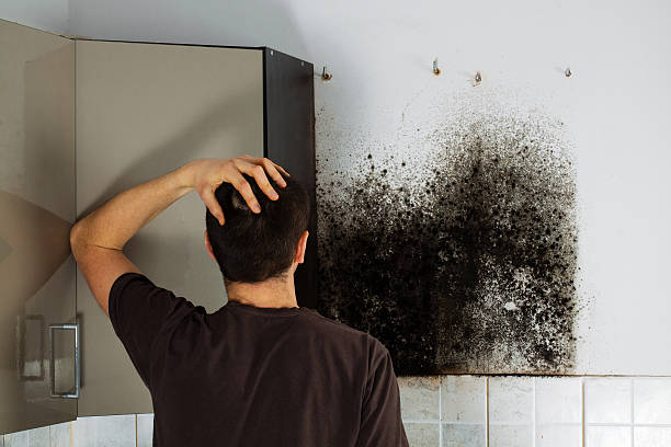 Best Office Mold Removal Services  in Barnum Island, NY