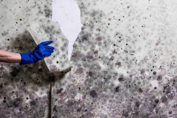 Best Affordable Mold Removal  in Barnum Island, NY
