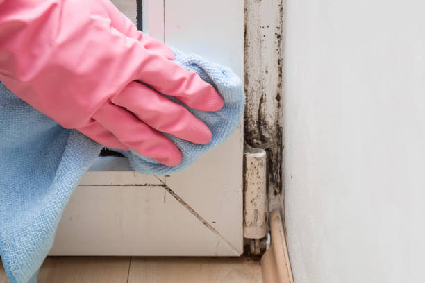 Best Mold Damage Repair  in Barnum Island, NY
