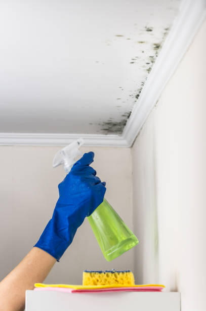 Best Attic Mold Removal  in Barnum Island, NY